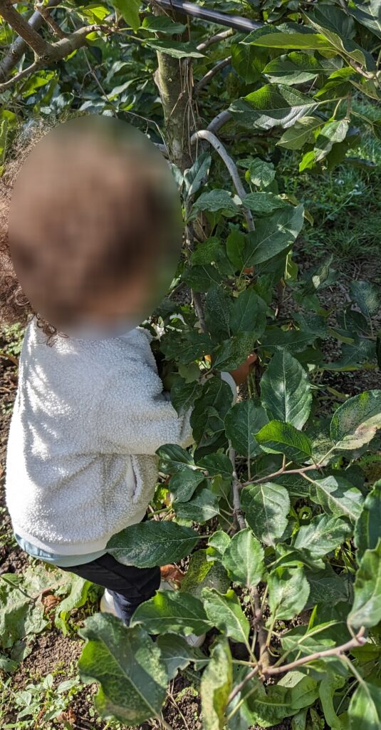 cueillette pomme avec assistante maternelle