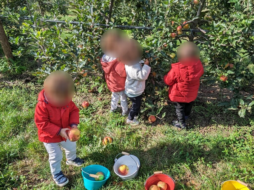 belle récolte de pomme avec assistante maternelle