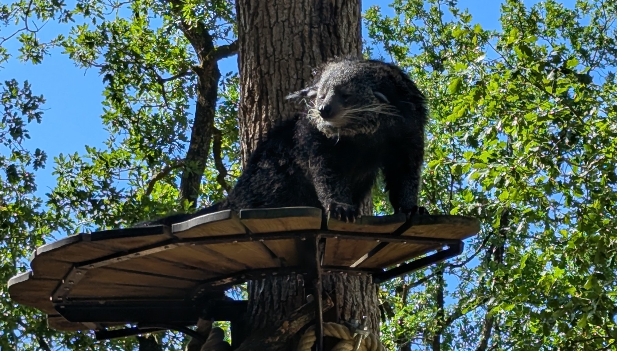 Au zoo
