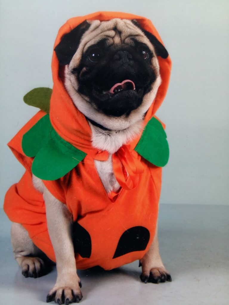 chien de l'assistante maternelle