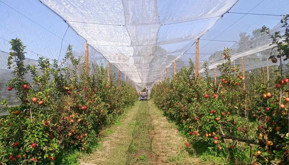 À la cueillette des pommes au verger de Candie